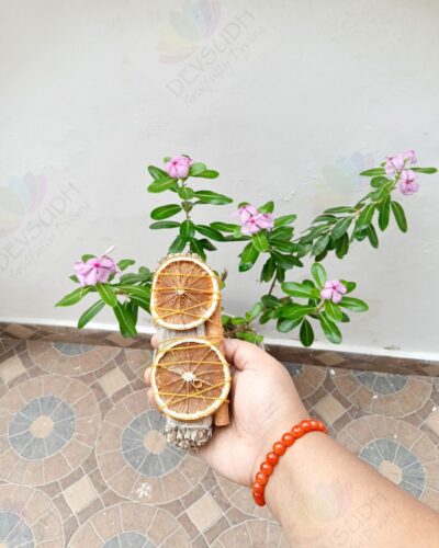 White Sage with Orange & Cinnamon Smudge Stick