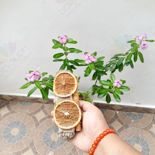 White Sage with Orange & Cinnamon Smudge Stick