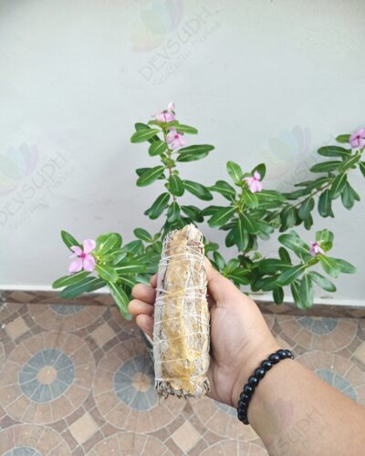 White Sage with Copal Smudge Stick