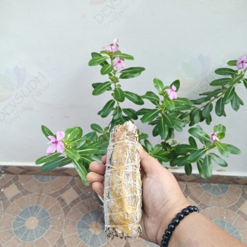 White Sage with Copal Smudge Stick