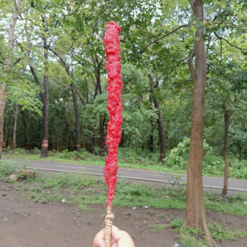 Mullein Torch/ Witch's Candle/ Hag's Taper (Dragon's Blood & Sandalwood, 12"-14")