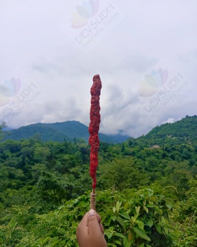 Mullein Torch/ Witch's Candle/ Hag's Taper (Dragon's Blood & Sandalwood, 12"-14")
