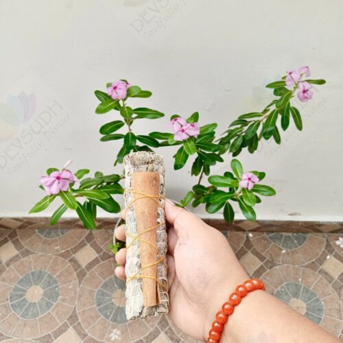 White Sage with Cinnamon Smudge Stick