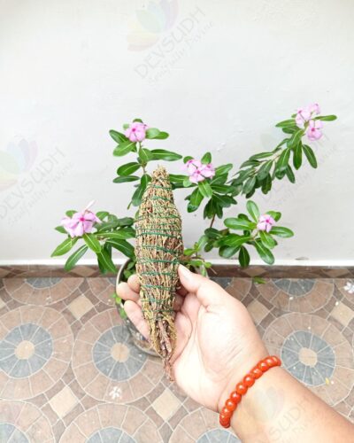 Juniper Smudge Stick (Rare Tibetan)