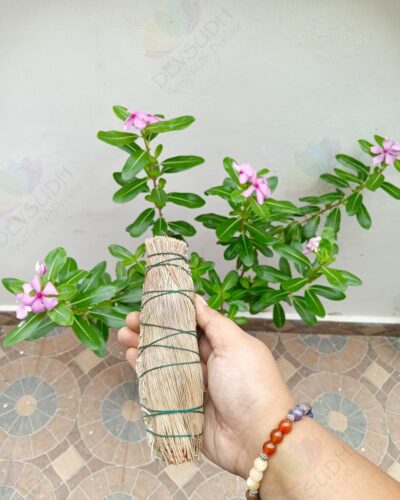 White Sage with Pine Smudge Stick