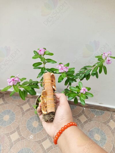 Himalayan Cedar with Orange & Cinnamon Smudge Stick