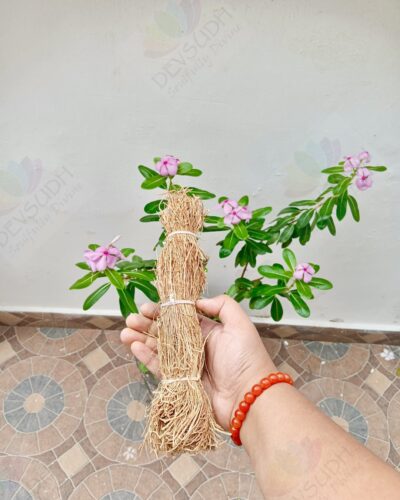 Vetiver Smudge Stick