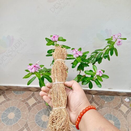 Vetiver Smudge Stick