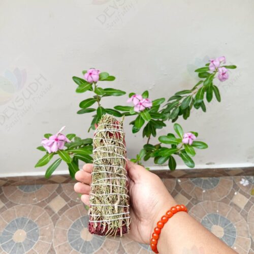 Dragon’s Blood Sage with Rosemary Smudge Stick