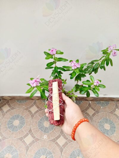 Dragon’s Blood Sage with Peruvian Palo Santo Smudge Stick