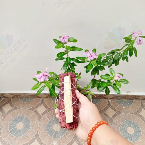 Dragon’s Blood Sage with Peruvian Palo Santo Smudge Stick