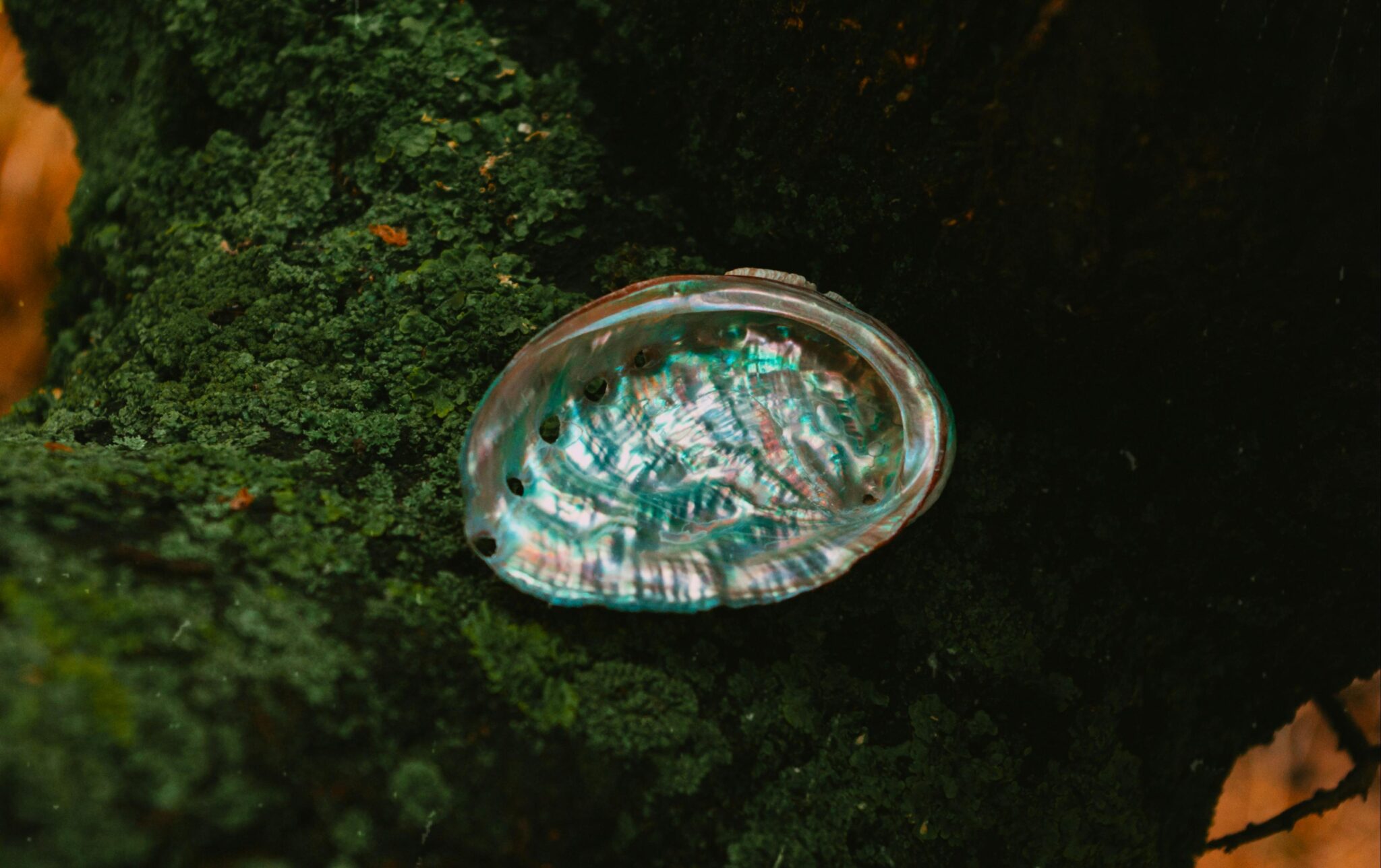 pexels-dagmara-dombrovska-22732579-8802637 Abalone shell | New Zealand Pāua shell (AAA grade, Polished)