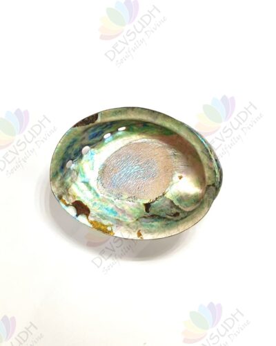 Abalone shell | New Zealand Pāua shell (AAA grade, Polished)