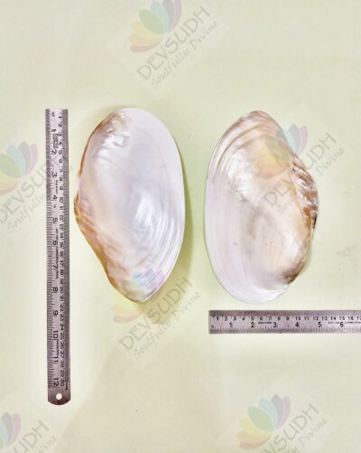 Mother of Pearl Shell (Premium, Polished)