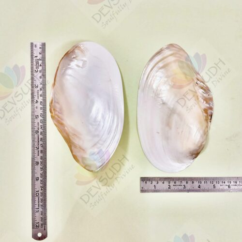 Mother of Pearl Shell (Premium, Polished)