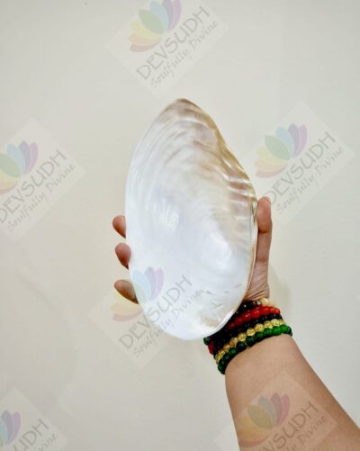 Mother of Pearl Shell (Premium, Polished)