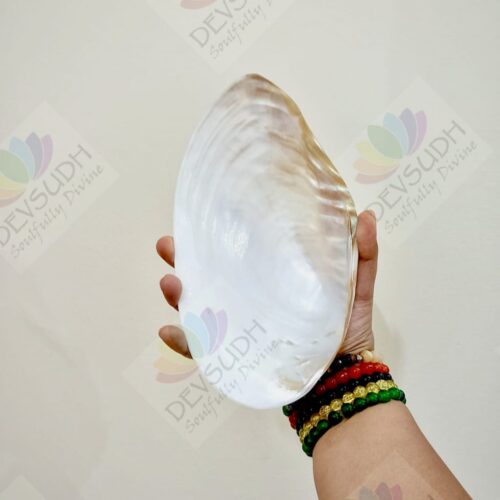 Mother of Pearl Shell (Premium, Polished)