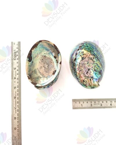 Abalone shell | New Zealand Pāua shell (AAA grade, Polished)