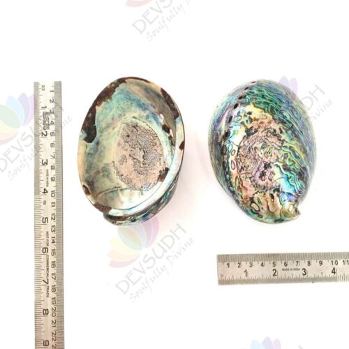 Abalone shell | New Zealand Pāua shell (AAA grade, Polished)