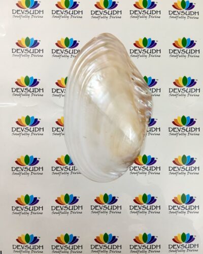 Mother of Pearl Shell (Premium, Polished)