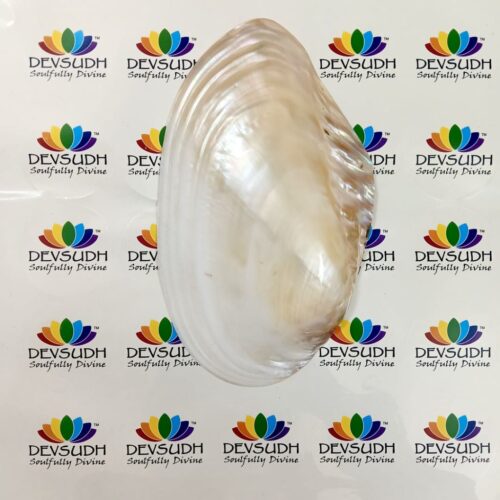Mother of Pearl Shell (Premium, Polished)