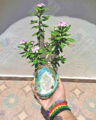 Abalone shell | New Zealand Pāua shell (AAA grade, Polished)