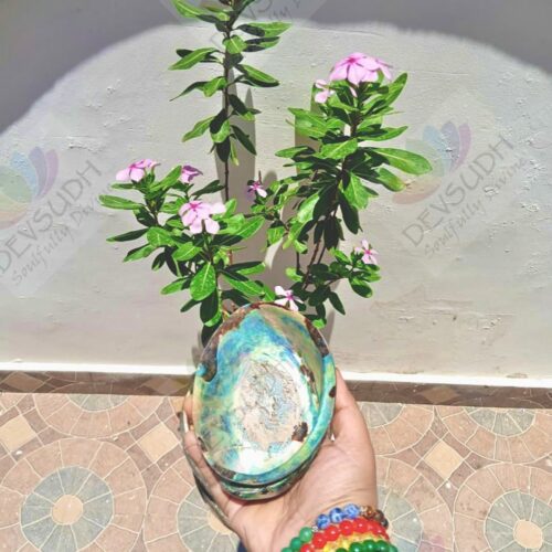 Abalone shell | New Zealand Pāua shell (AAA grade, Polished)