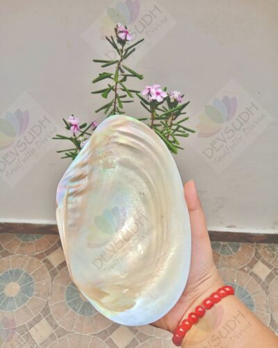 Mother of Pearl Shell (Premium, Polished)