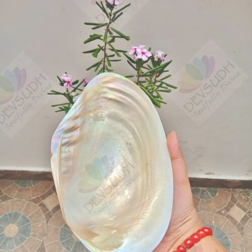 Mother of Pearl Shell (Premium, Polished)