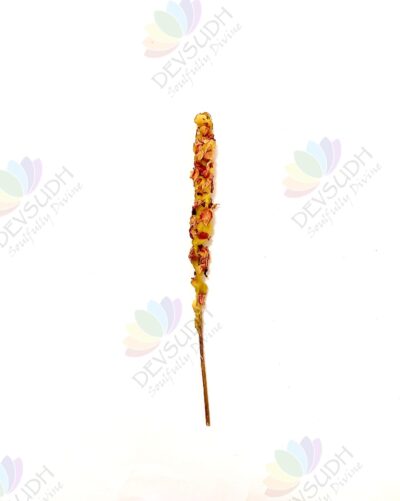Mullein Torch/ Witch's Candle/ Hag's Taper (Rose, 6"-8")