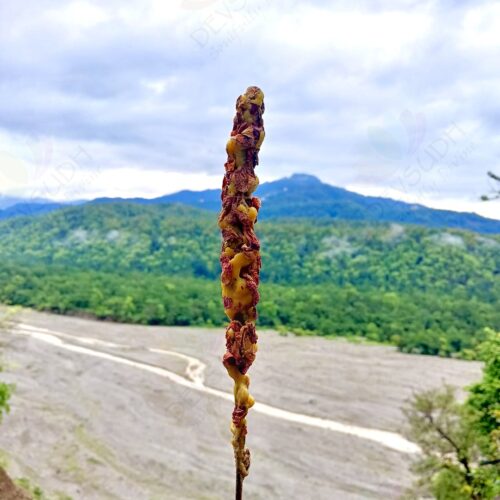 Mullein Torch/ Witch's Candle/ Hag's Taper (Rose, 6"-8")