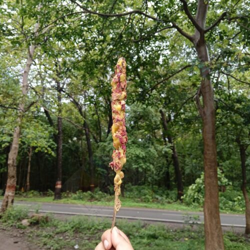 Mullein Torch/ Witch's Candle/ Hag's Taper (Rose, 6"-8")