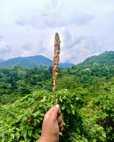 Mullein Torch/ Witch's Candle/ Hag's Taper (Rose, 6"-8")