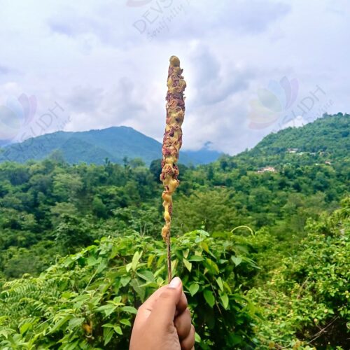 Mullein Torch/ Witch's Candle/ Hag's Taper (Rose, 6"-8")