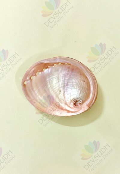 White Abalone Shell | Australian Abalone Shell (Premium, Polished)