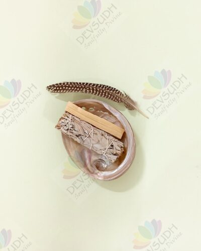 White Abalone Shell | Australian Abalone Shell (Premium, Polished)