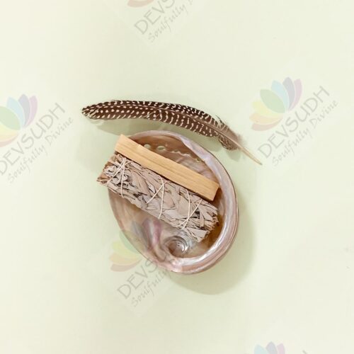 White Abalone Shell | Australian Abalone Shell (Premium, Polished)