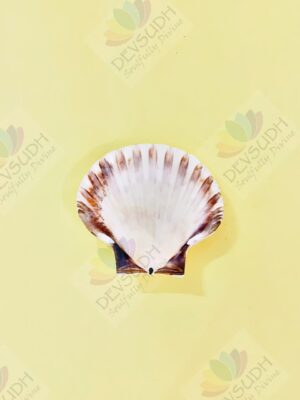 Natural Scallop Shell (3.5"- 4")