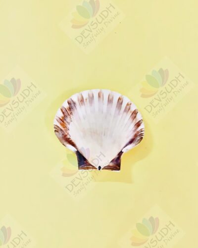 Natural Scallop Shell (3.5"- 4")