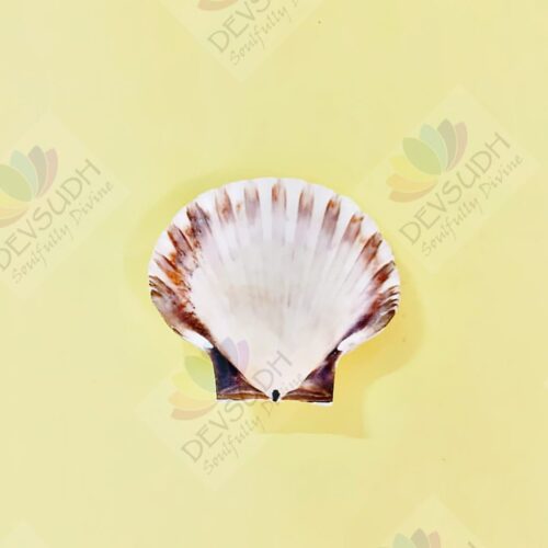 Natural Scallop Shell (3.5"- 4")