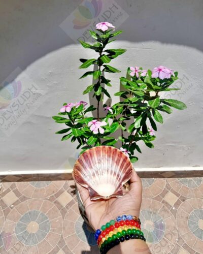 Natural Scallop Shell (3.5"- 4")
