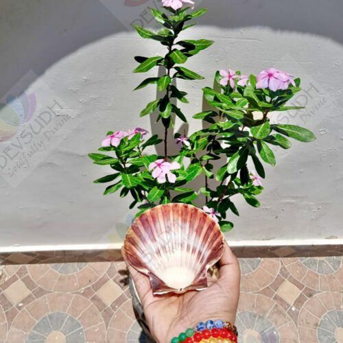 Natural Scallop Shell (3.5"- 4")