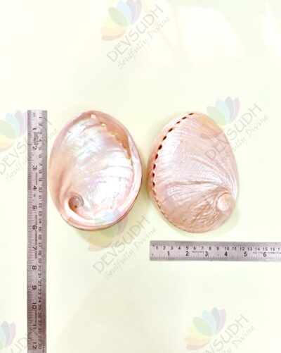 White Abalone Shell | Australian Abalone Shell (Premium, Polished)
