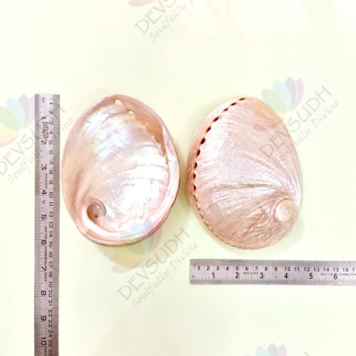 White Abalone Shell | Australian Abalone Shell (Premium, Polished)