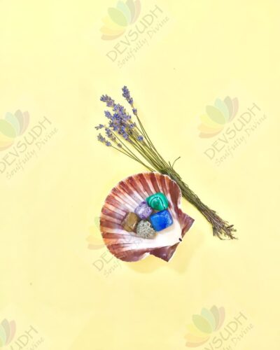 Natural Scallop Shell (3.5"- 4")