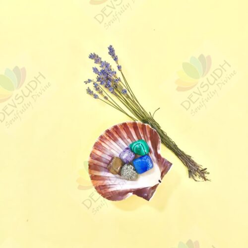 Natural Scallop Shell (3.5"- 4")