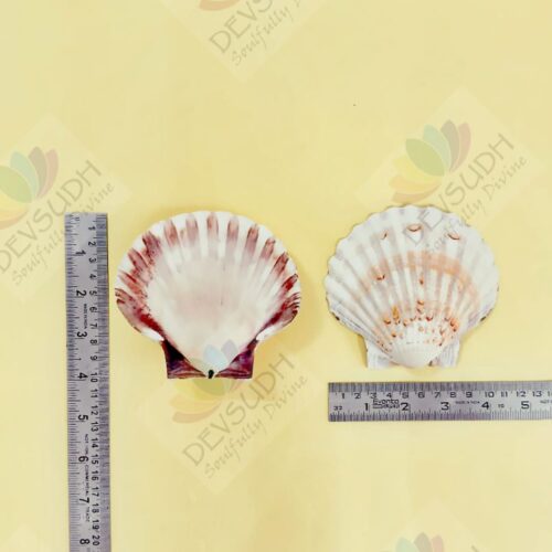 Natural Scallop Shell (3.5"- 4")