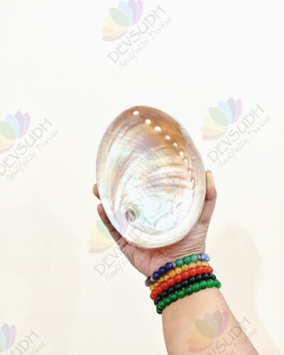 White Abalone Shell | Australian Abalone Shell (Premium, Polished)