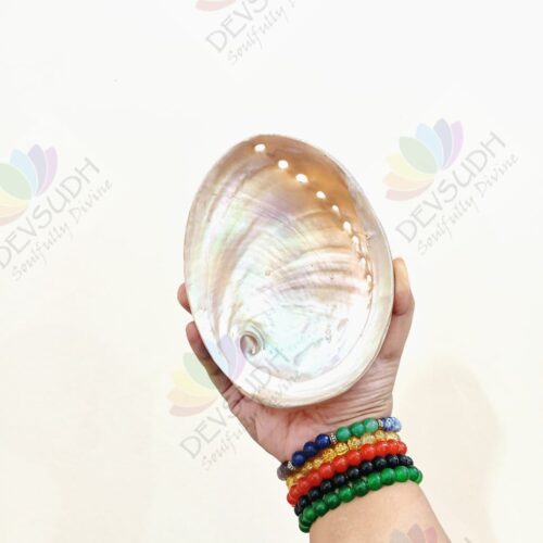 White Abalone Shell | Australian Abalone Shell (Premium, Polished)