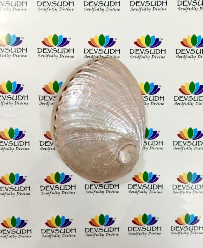 White Abalone Shell | Australian Abalone Shell (Premium, Polished)